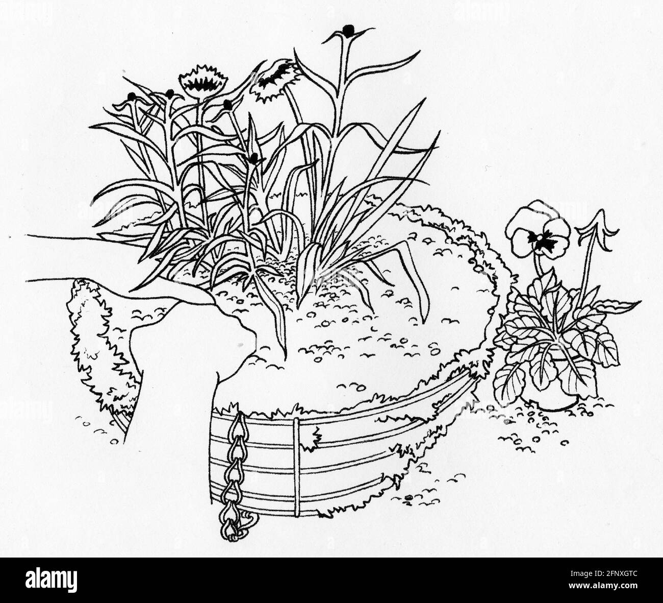 Un disegno di una parte superiore della persona che pianta un cestino appeso con un rivestimento di muschio di sfagnum e piante giovani Foto Stock