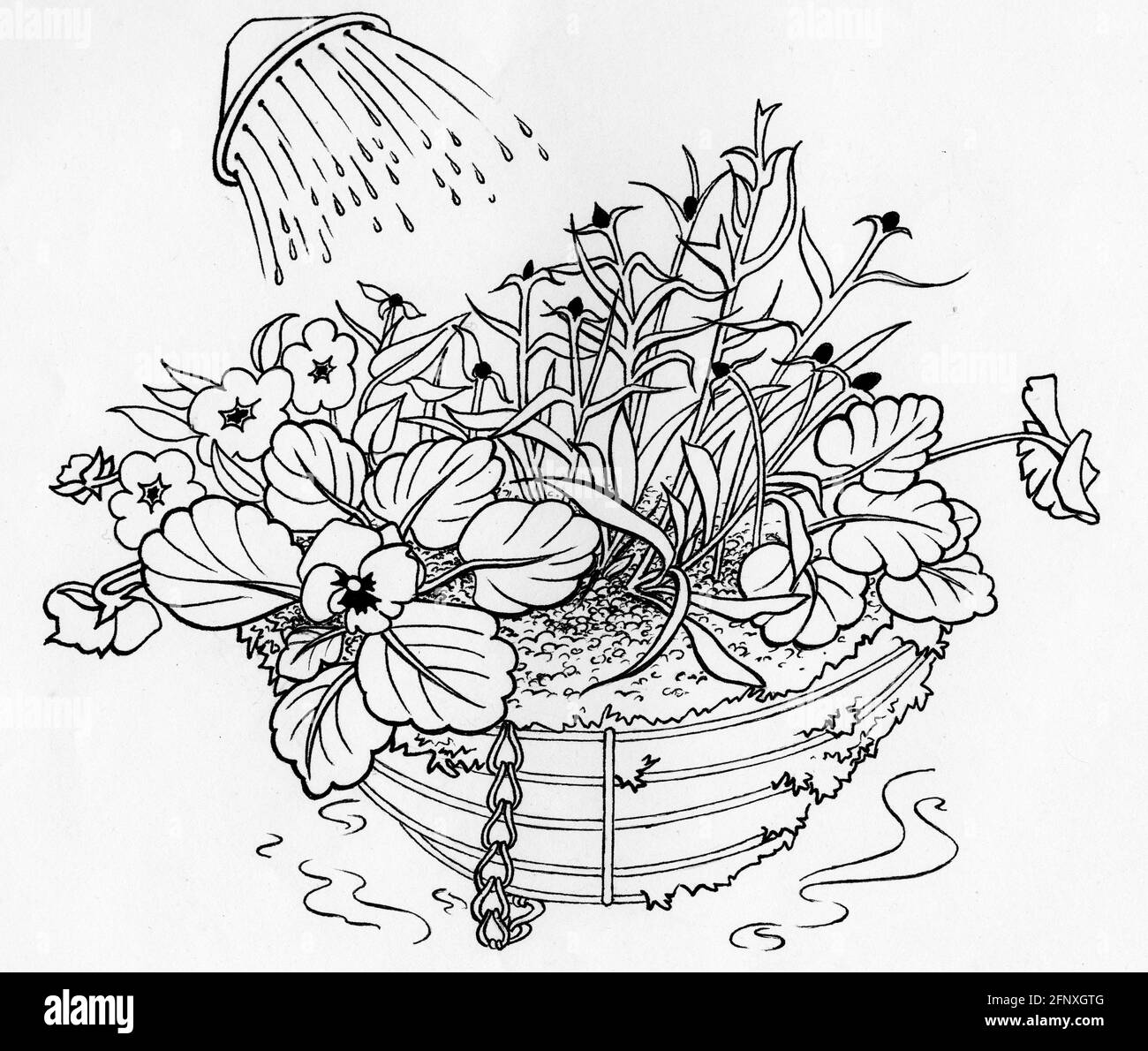Un disegno di un annaffiatoio può sopra un appeso completato cestino con un rivestimento di muschio di sfagnum e piante giovani che sono stati piantati in cima e di lato Foto Stock