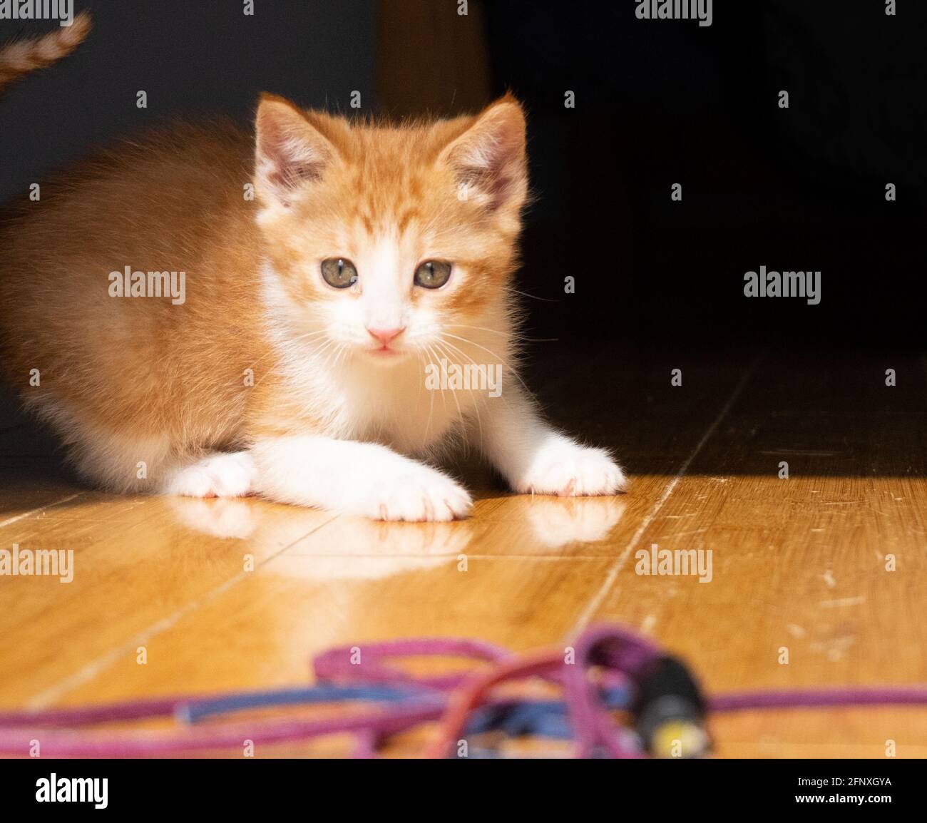 Un gattino di zenzero bianco e arancione è un giocattolo su cui si stacca un giocattolo un pavimento di legno duro Foto Stock