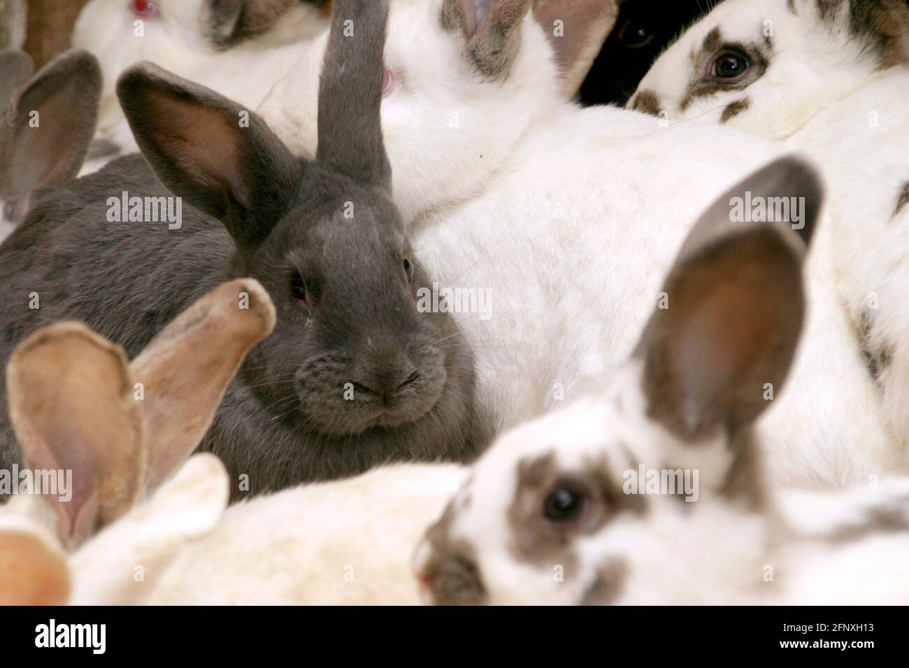 Coniglio domestico (Oryctolagus cuniculus F. domestica), conigli domestici Foto Stock