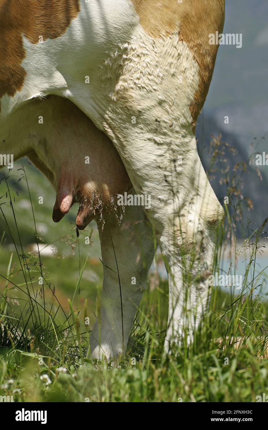 Bovini domestici (Bos primigenius F. taurus), mammelle di una mucca su pascoli alpini, Austria Foto Stock