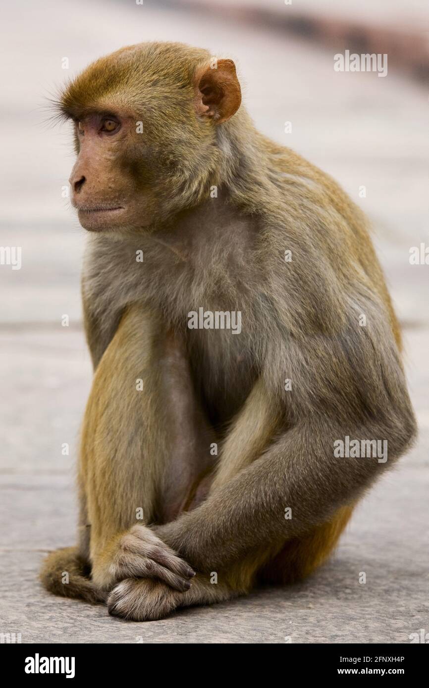 Scimmia rhesus, macacque rhesus (mulatta di Macaca), siede sul terreno, India Foto Stock