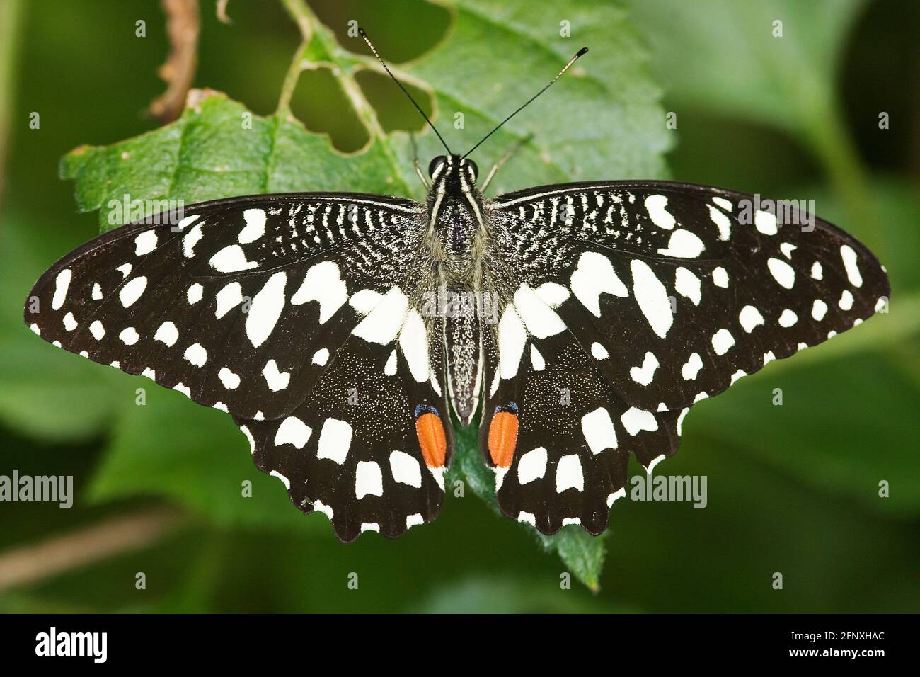 La coda di rondine a scacchi (Papilio demoleo), siede su una foglia Foto Stock