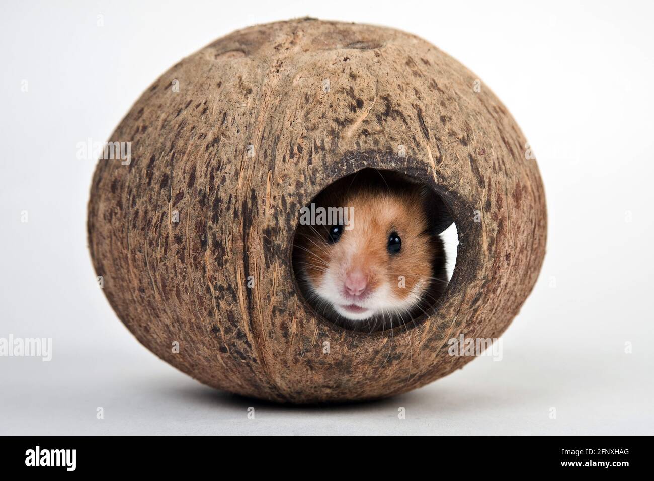 Criceto d'oro (Mesocricetus auratus), in una casa per animali da compagnia fatta di cocco Foto Stock