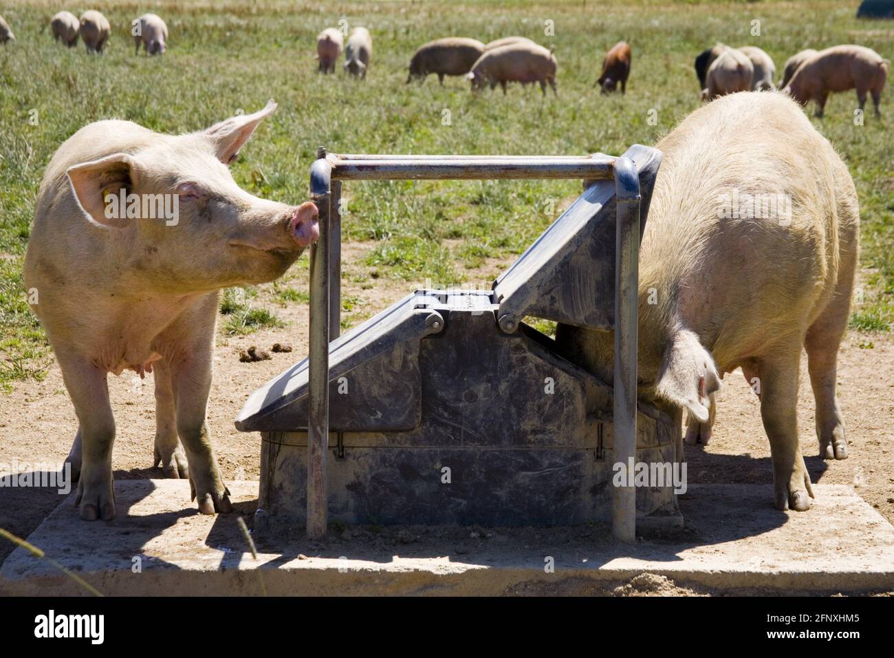 Maiale domestico (Sus scrofa F. domestica), maiali su un pascolo in una scatola di alimentazione, Austria Foto Stock