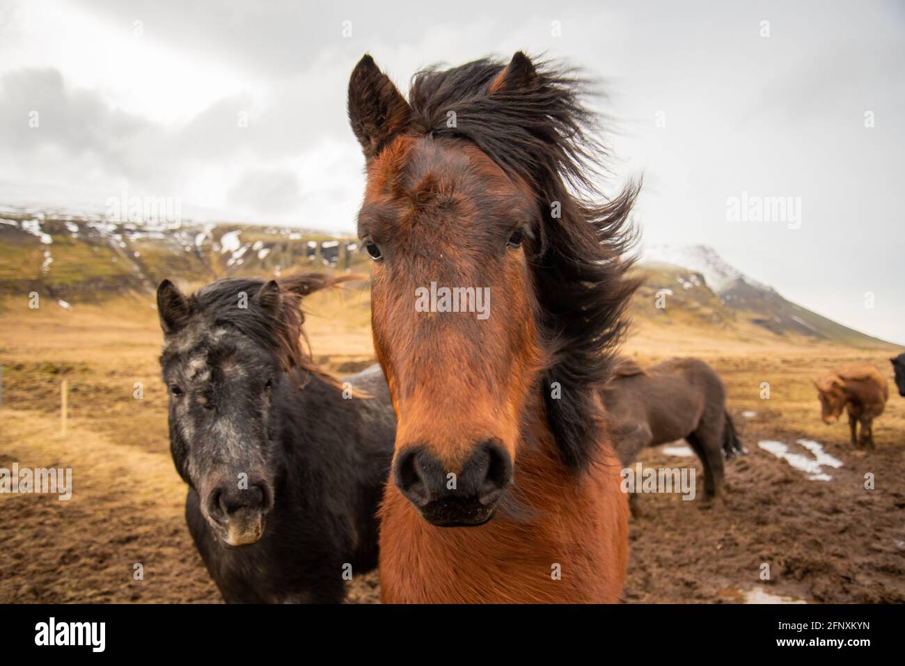 Due cavalli islandesi si avvicinano nel freddo ventoso inverno con capelli soffia nel vento maestoso nero e toni caldi marroni Foto Stock