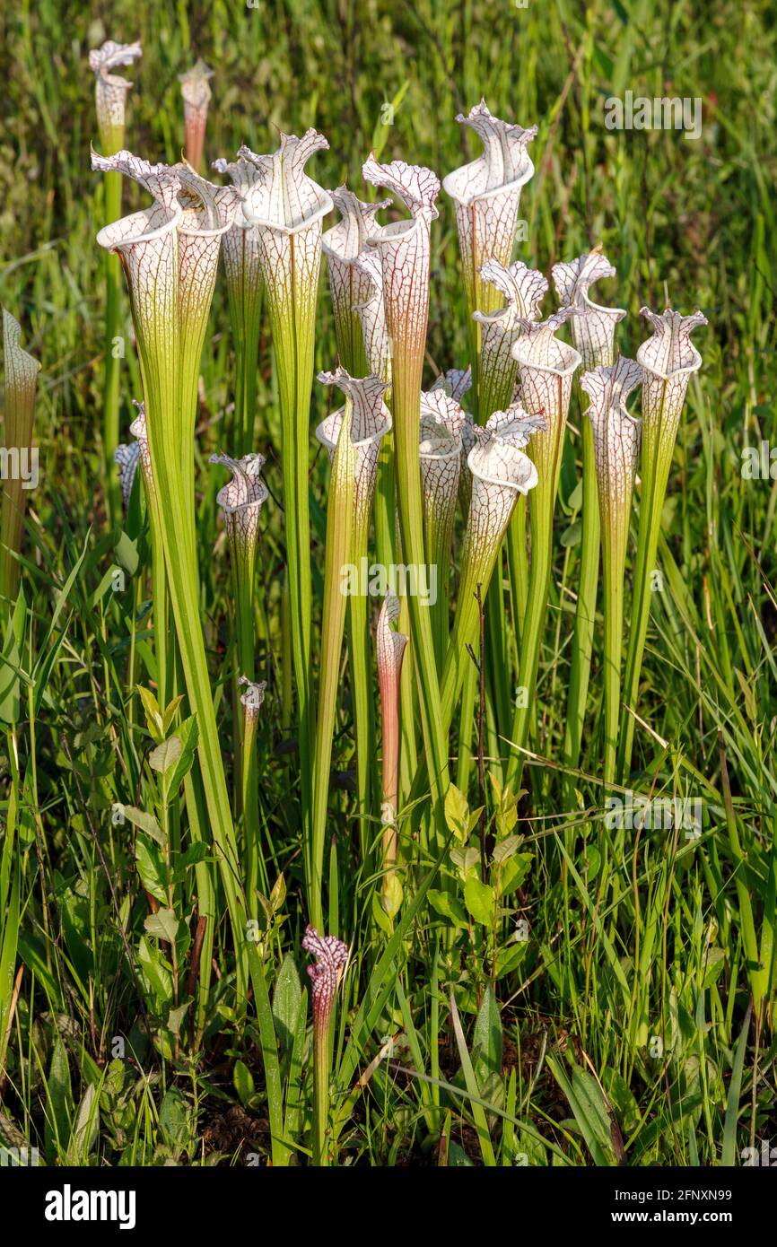 Crimson o White-top Pitcher Plant (Sarracenia leucophilla), Western Panhandle, Florida, Alabama orientale, USA, Di James D Coppinger/Dembinsky Photo Foto Stock