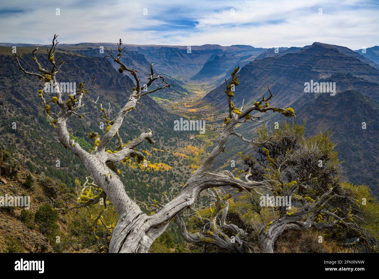 Big Indian Gorge nella Steens Mountain cooperative Management and Protection Area nell'Oregon orientale. Foto Stock