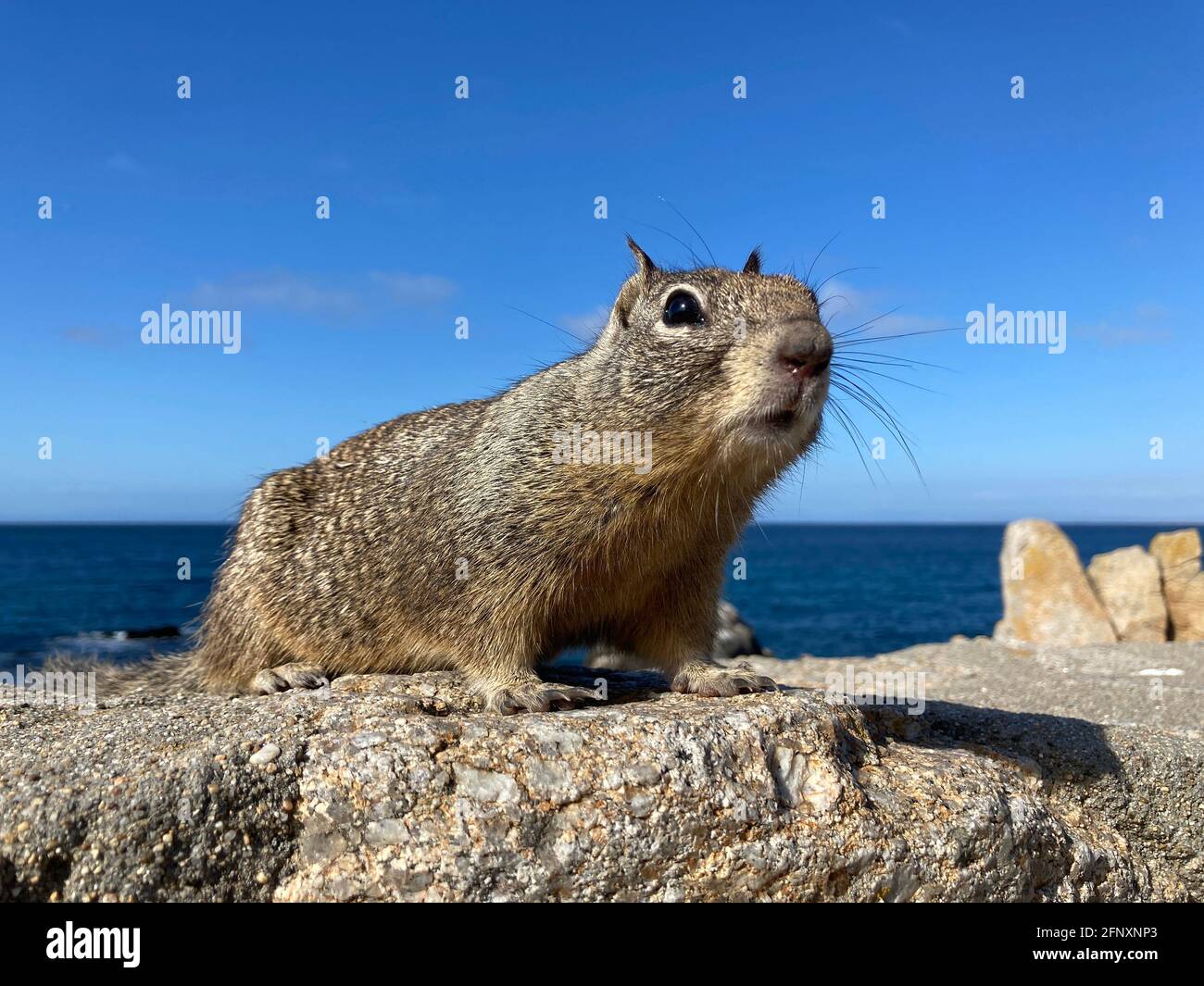 Curioso scoiattolo californiano a terra su quattro zampe fissando a sinistra. Roccia costiera con acqua blu oceano sullo sfondo Foto Stock