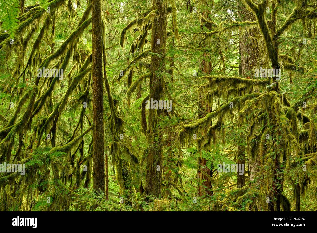 Alberi di acero e hemlock ricoperti di muschio; Umpqua National Forest, Oregon. Foto Stock