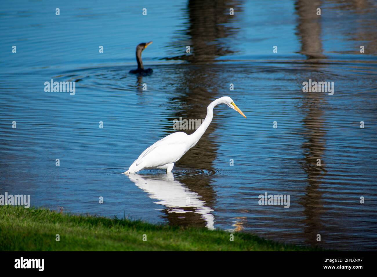 Grande garzata bianca che guadi in acque poco profonde e cerca cibo vicino alla riva. Offuscato scuro, uccello sullo sfondo Foto Stock