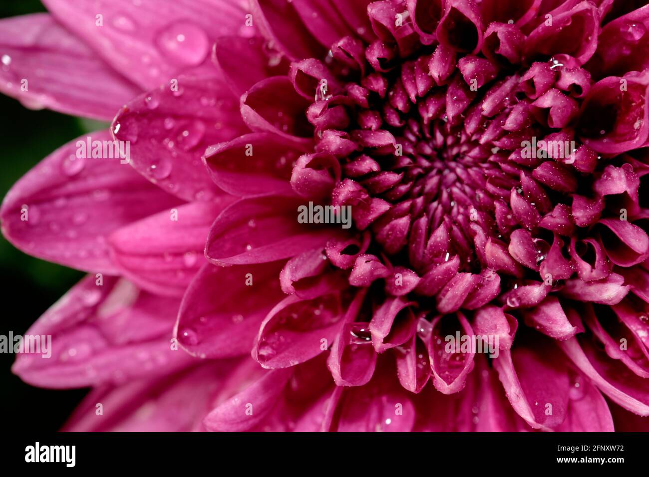 Primo piano di Dahlia Flower pedale abstract view banner di design Foto Stock