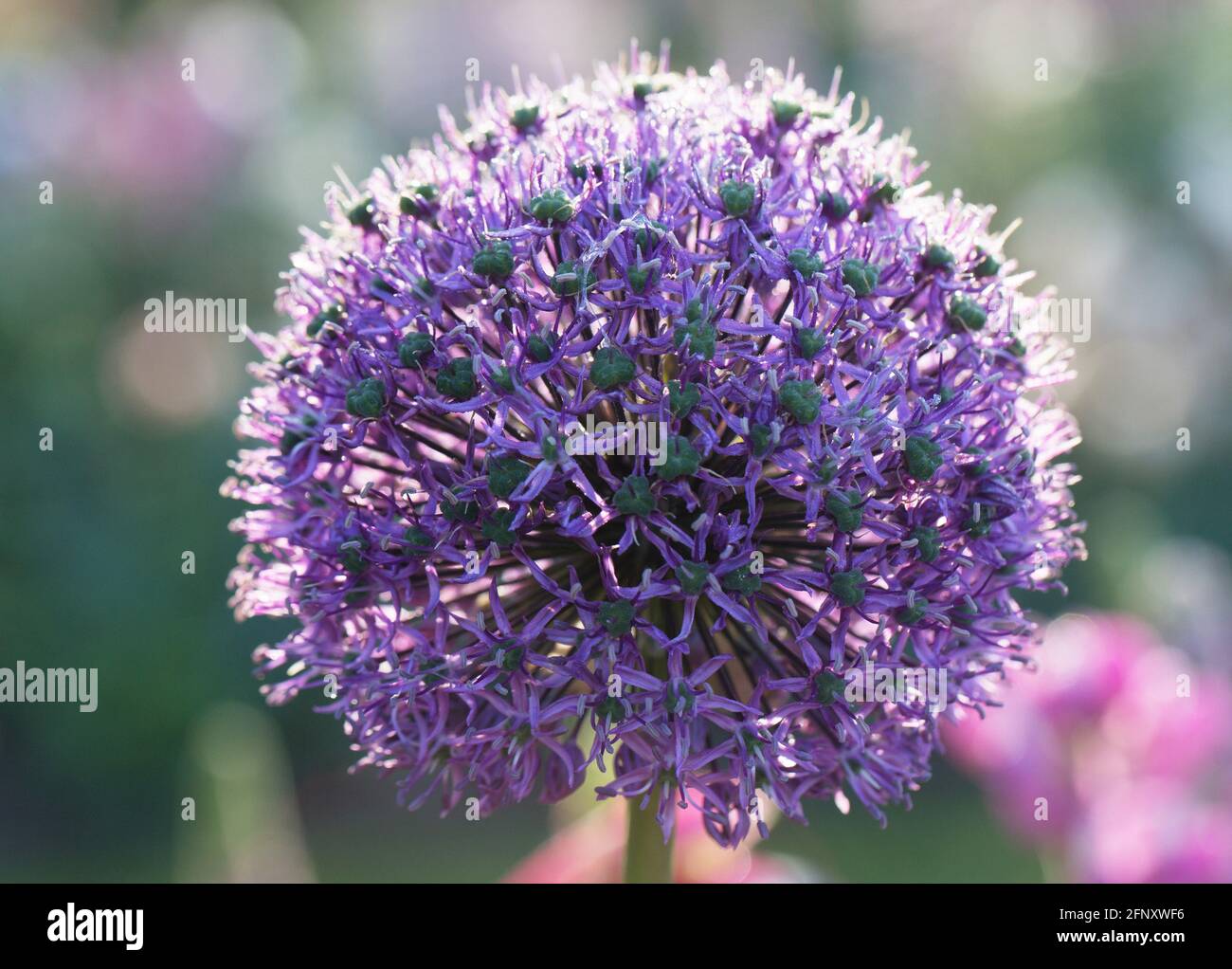 Primo piano di un fiore di allio viola. Foto Stock