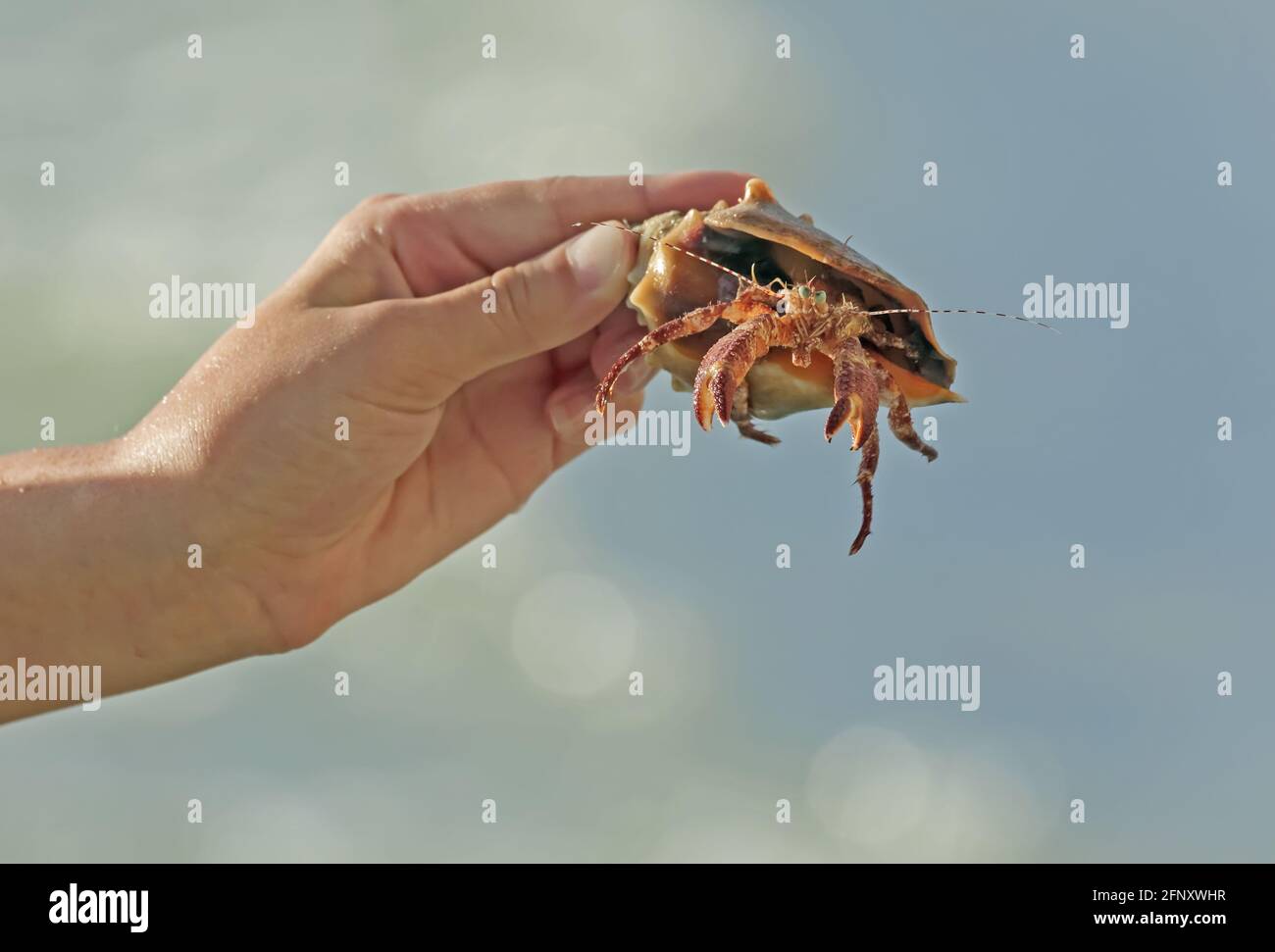 Prima piano di un granchio eremita gigante (Petrochirus diogenes) tenuto in mano con uno sfondo sfocato del mare, vita marina della Florida Foto Stock