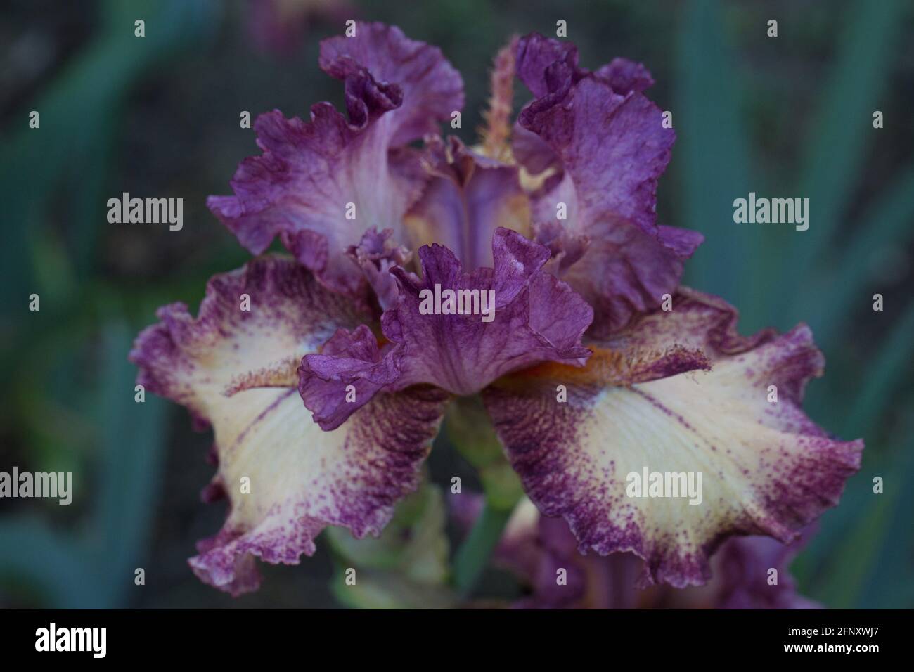 Iris "Rock Star". Foto Stock