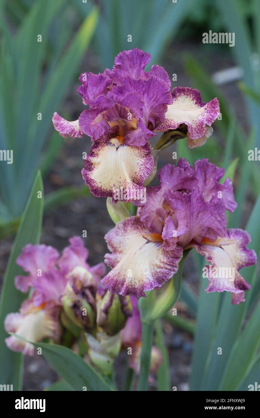 Iris "Rock Star". Foto Stock