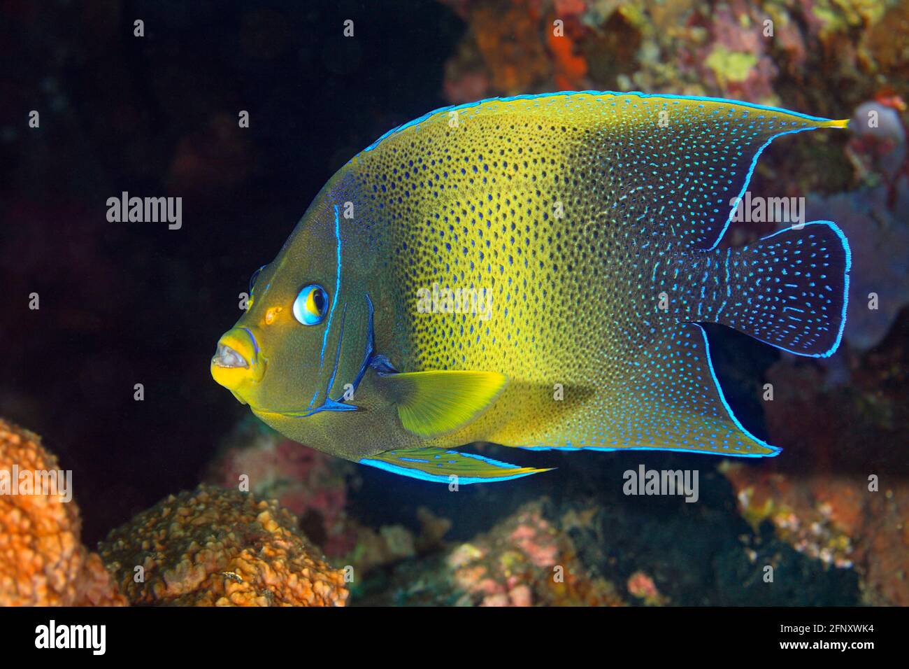 Semicerchio Angelfish, Pomacanthus semicircolatus. Conosciuto anche come pesce angelo semicircled, pesce angelo corano, pesce angelo blu, pesce angelo zebra vedere sotto. Foto Stock