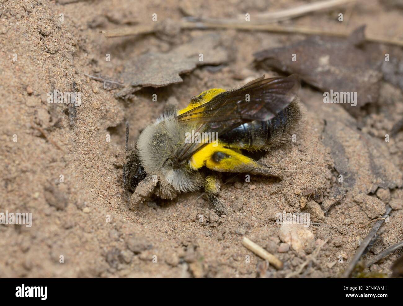 Andrema vaga scavando nella sabbia Foto Stock