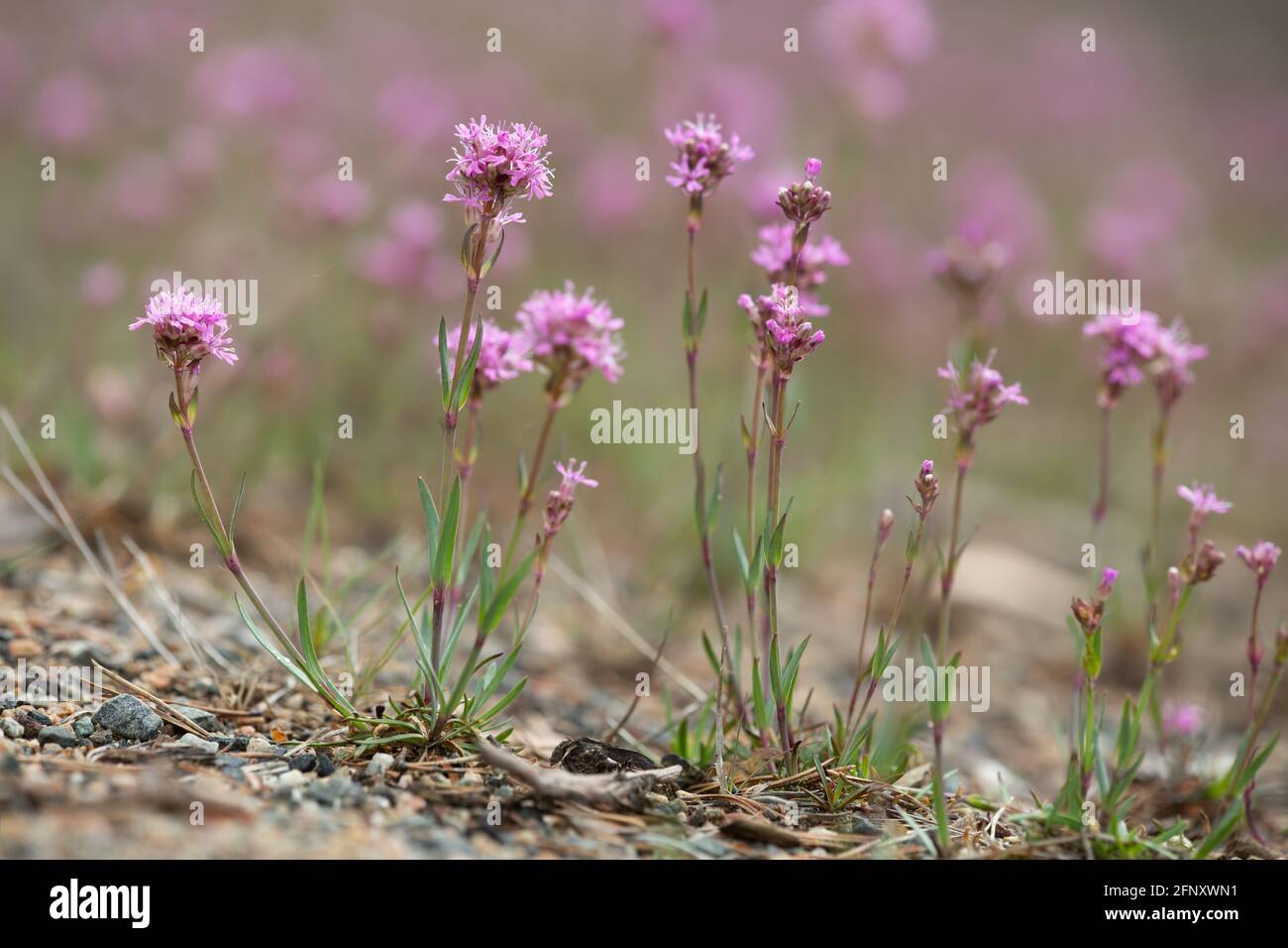 Mosca alpina rossa, Silene suecica in fiore Foto Stock