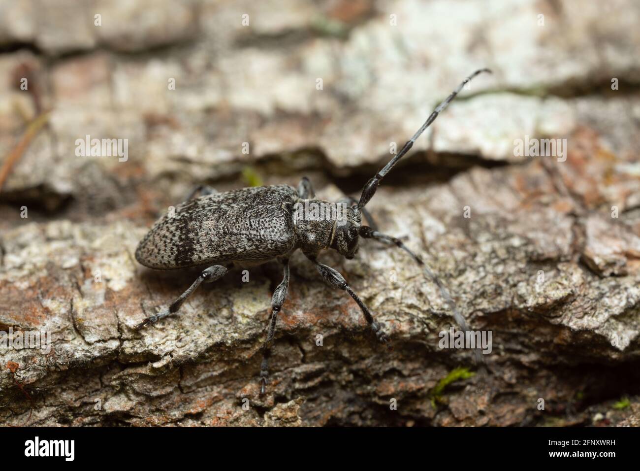 Oplosia cinerea su legno di tiglio Foto Stock