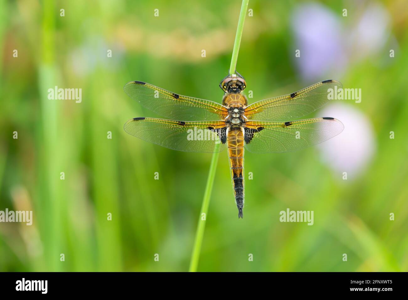 Chaser a quattro macchie, Libellula quadrimaculata riposante sulla paglia, foto closeup Foto Stock