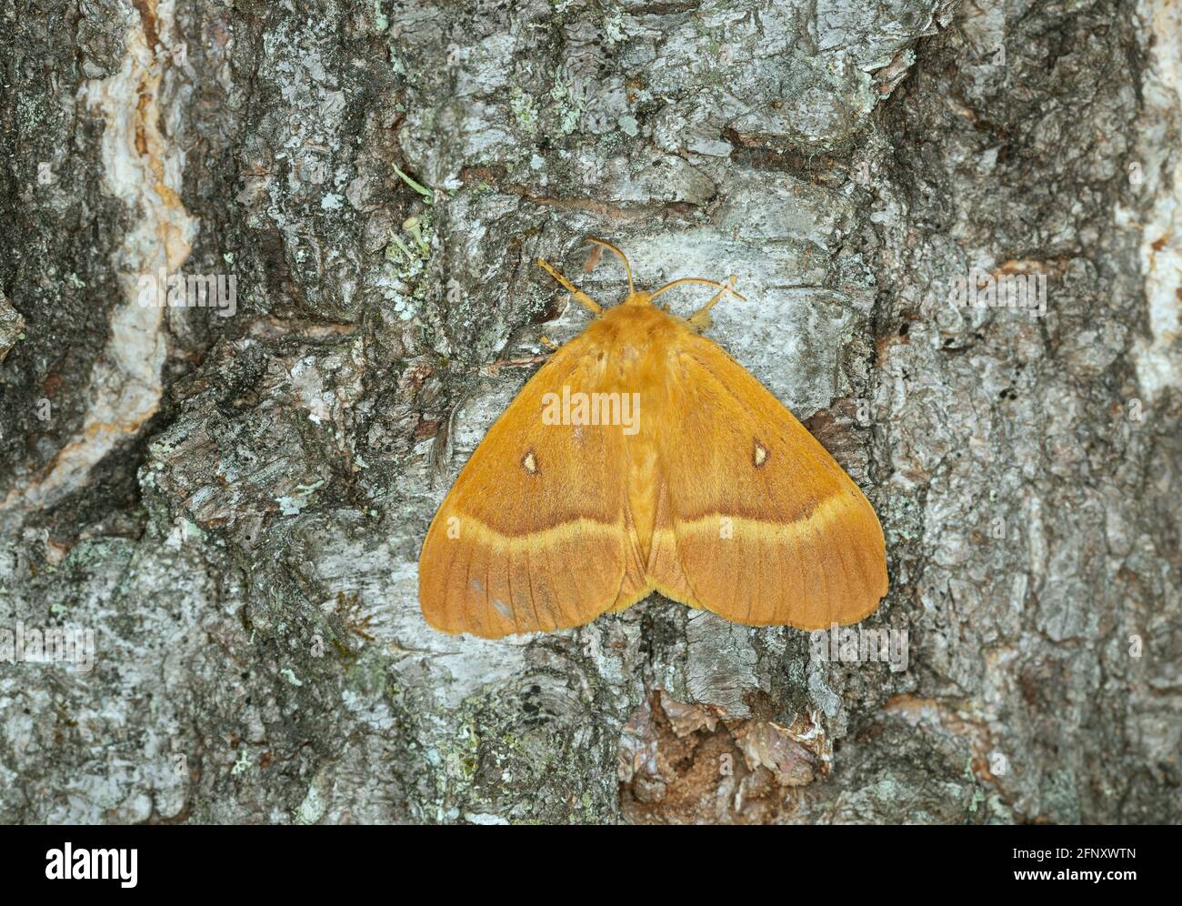 Femmina di quercia Eggar, Lasiocampa quercus su corteccia di betulla Foto Stock