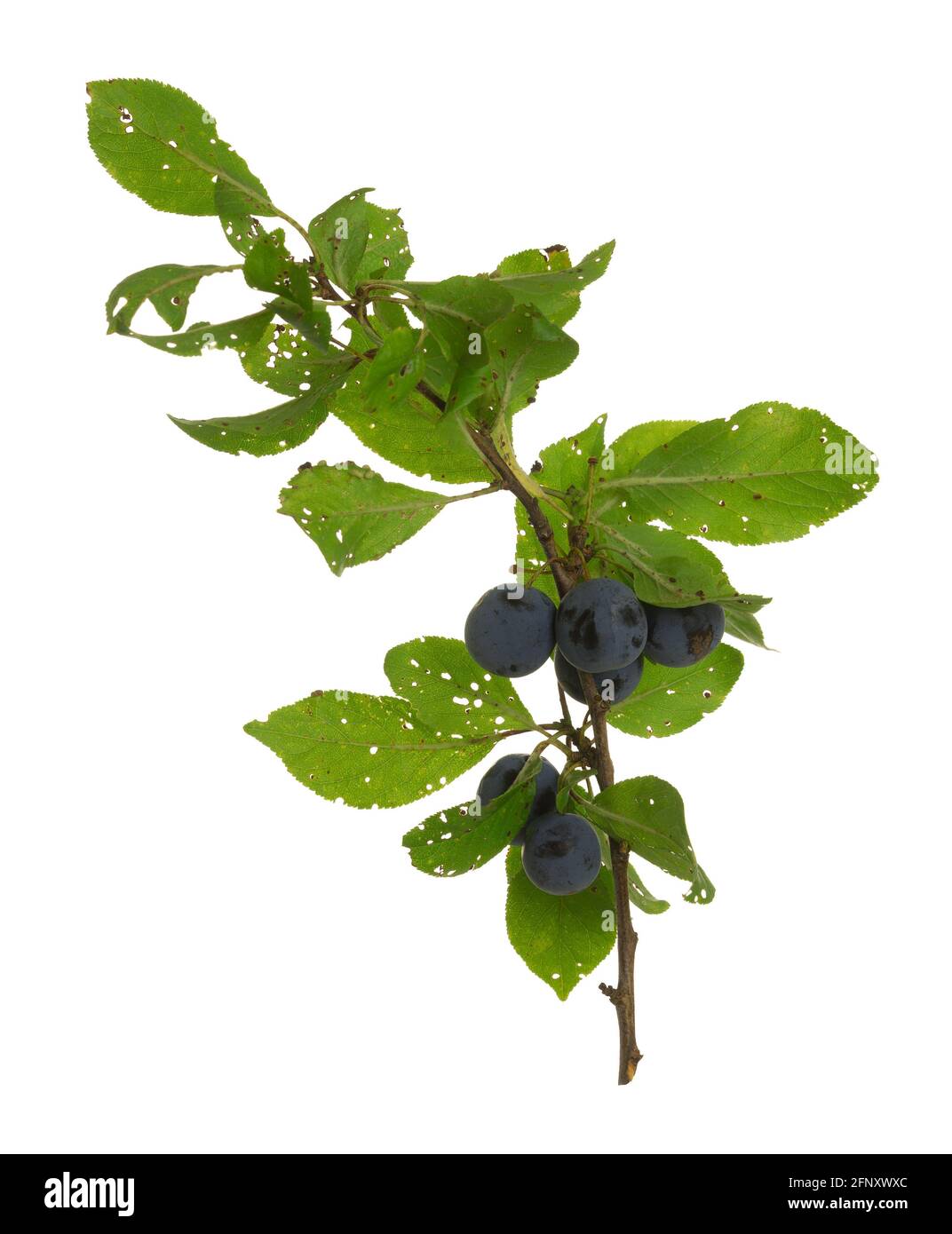 Damson prugna, Prunus Intitia ramata con bacche mature isolate su sfondo bianco Foto Stock