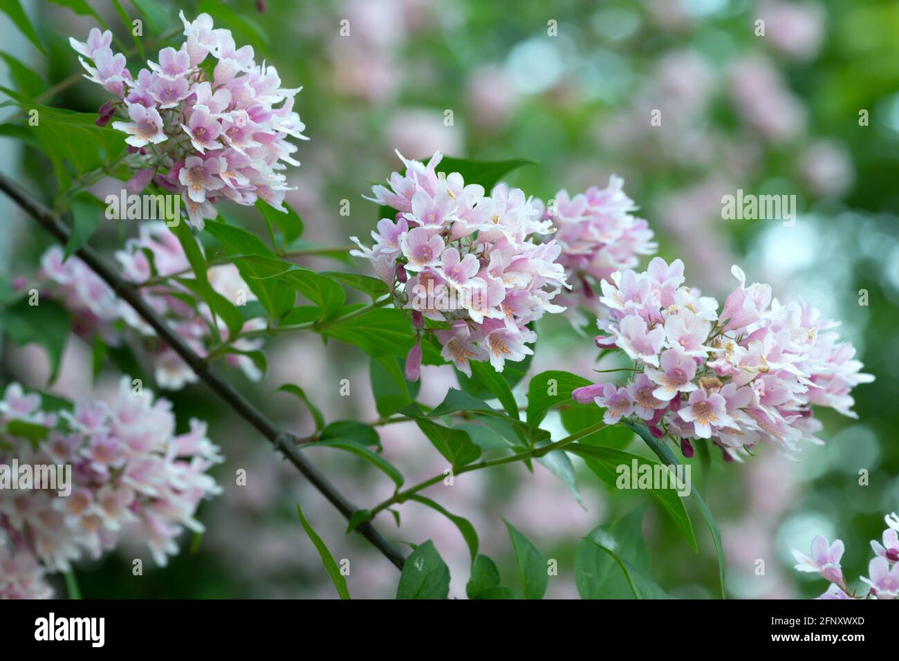 Cespuglio di bellezza in fiore, Linnaea amabilis Foto Stock