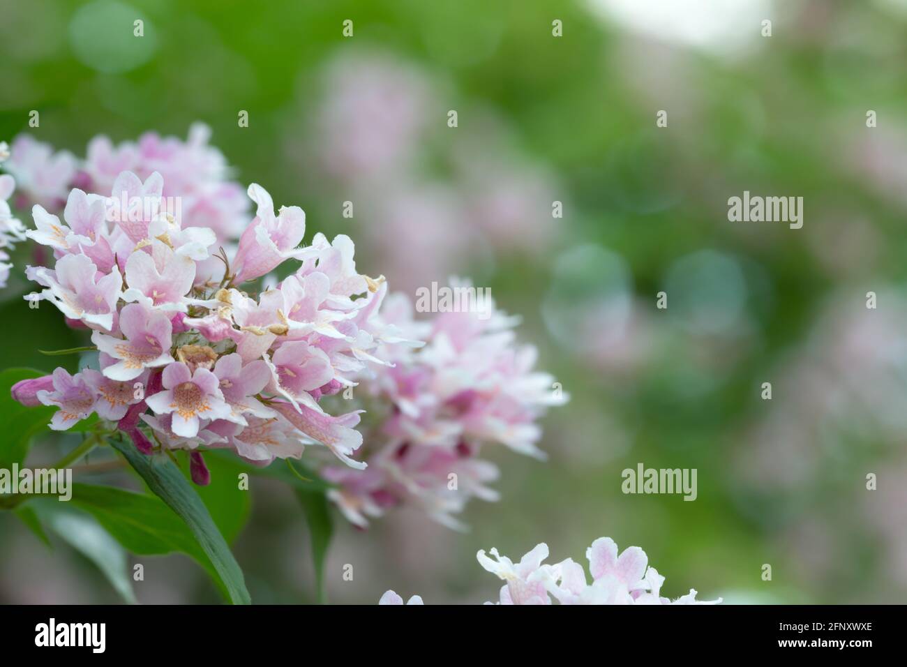 Cespuglio di bellezza in fiore, Linnaea amabilis Foto Stock