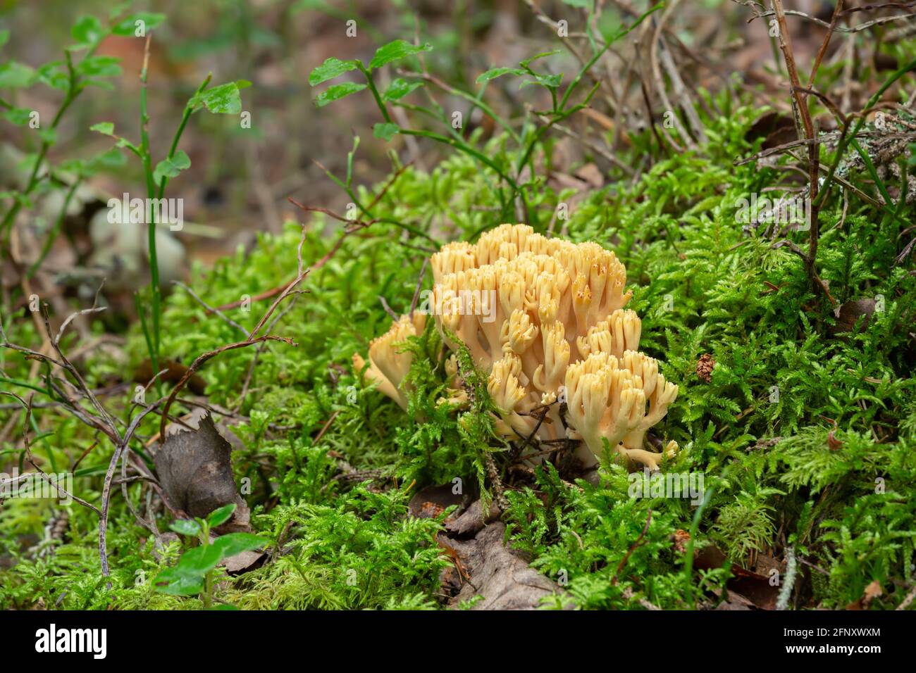 Fungo di corallo, Ramaria safraniolens che cresce tra muschio Foto Stock