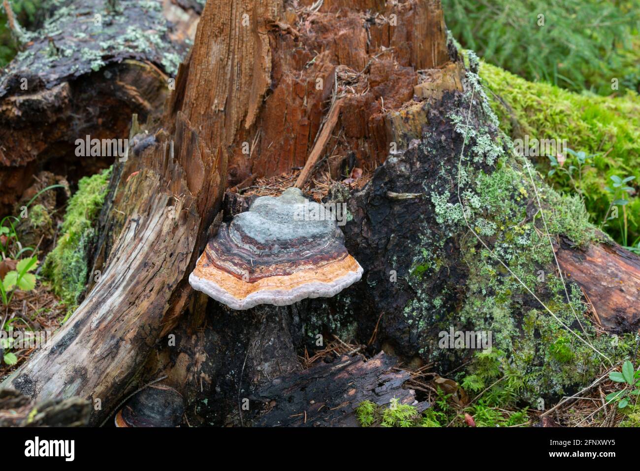 Abete caduto con marciume marrone e cintura rossa conk, Fomitopsis pinicola Foto Stock