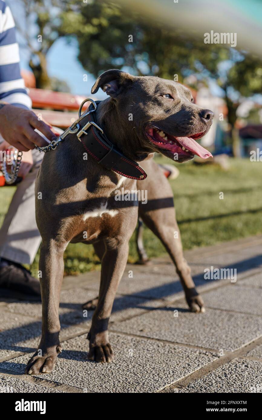 Primo piano in testa al grigio americano pit bull terrier cane apbt al guinzaglio in piedi in giornata di sole Foto Stock
