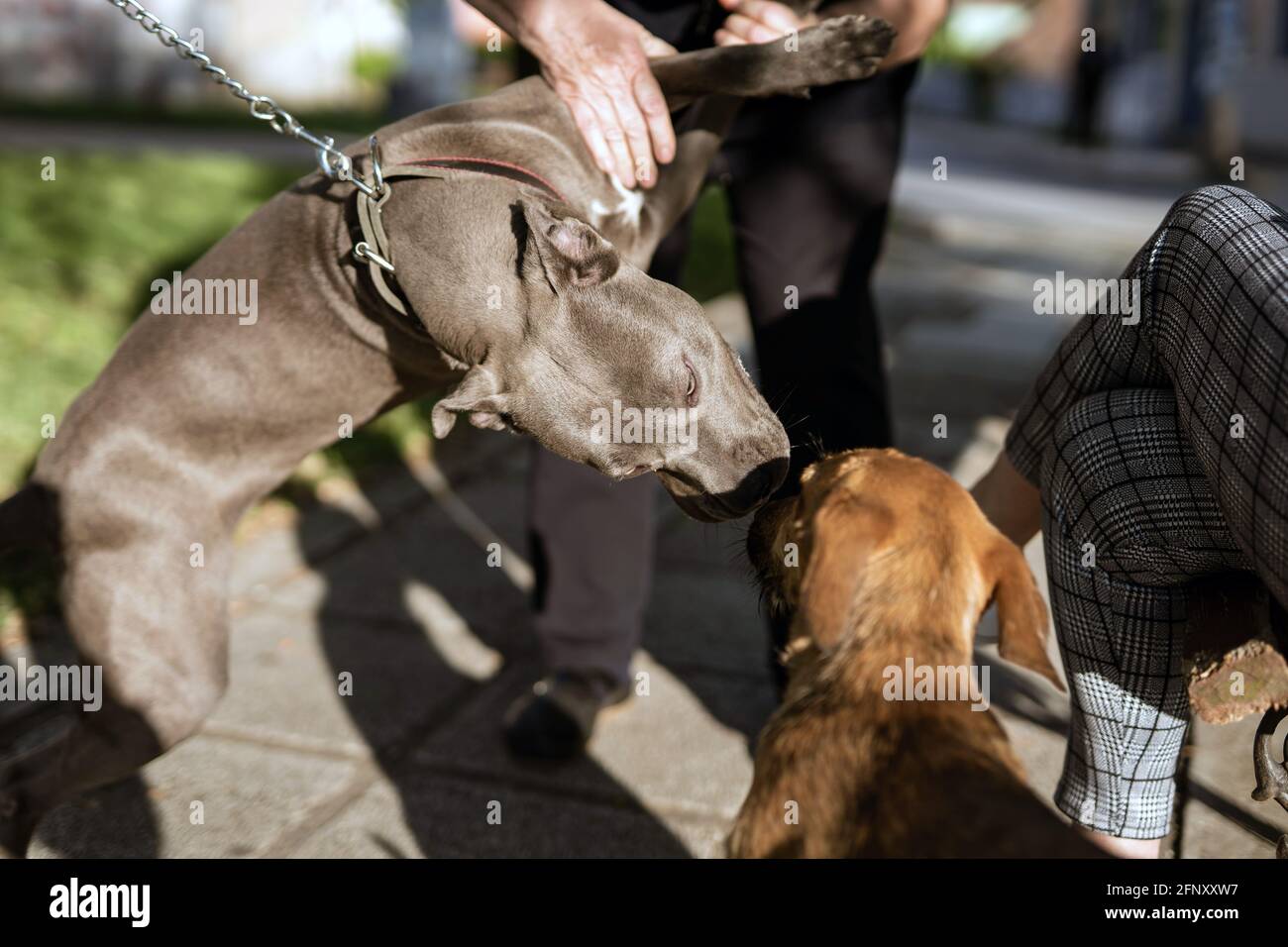 Primo piano su american pit bull terrier cane apbt sconosciuto persone che tengono il cane per prevenire l'attacco sulla strada in giornata di sole Foto Stock