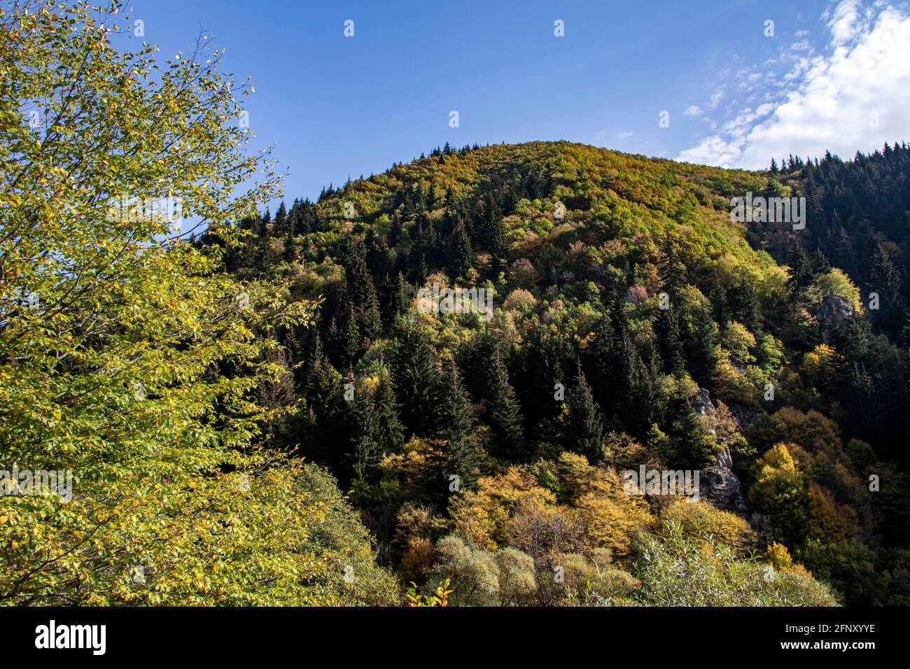 Foto spettacolare di alta qualità di una montagna piena di alberi, Turchia. Foto Stock