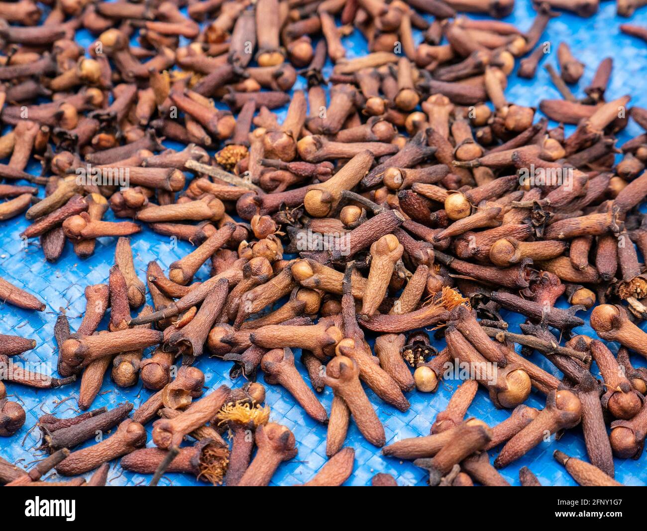 I chiodi di garofano sono essiccati dagli agricoltori locali nel nord di Kolaka del sud-est Sulawesi. Foto Stock