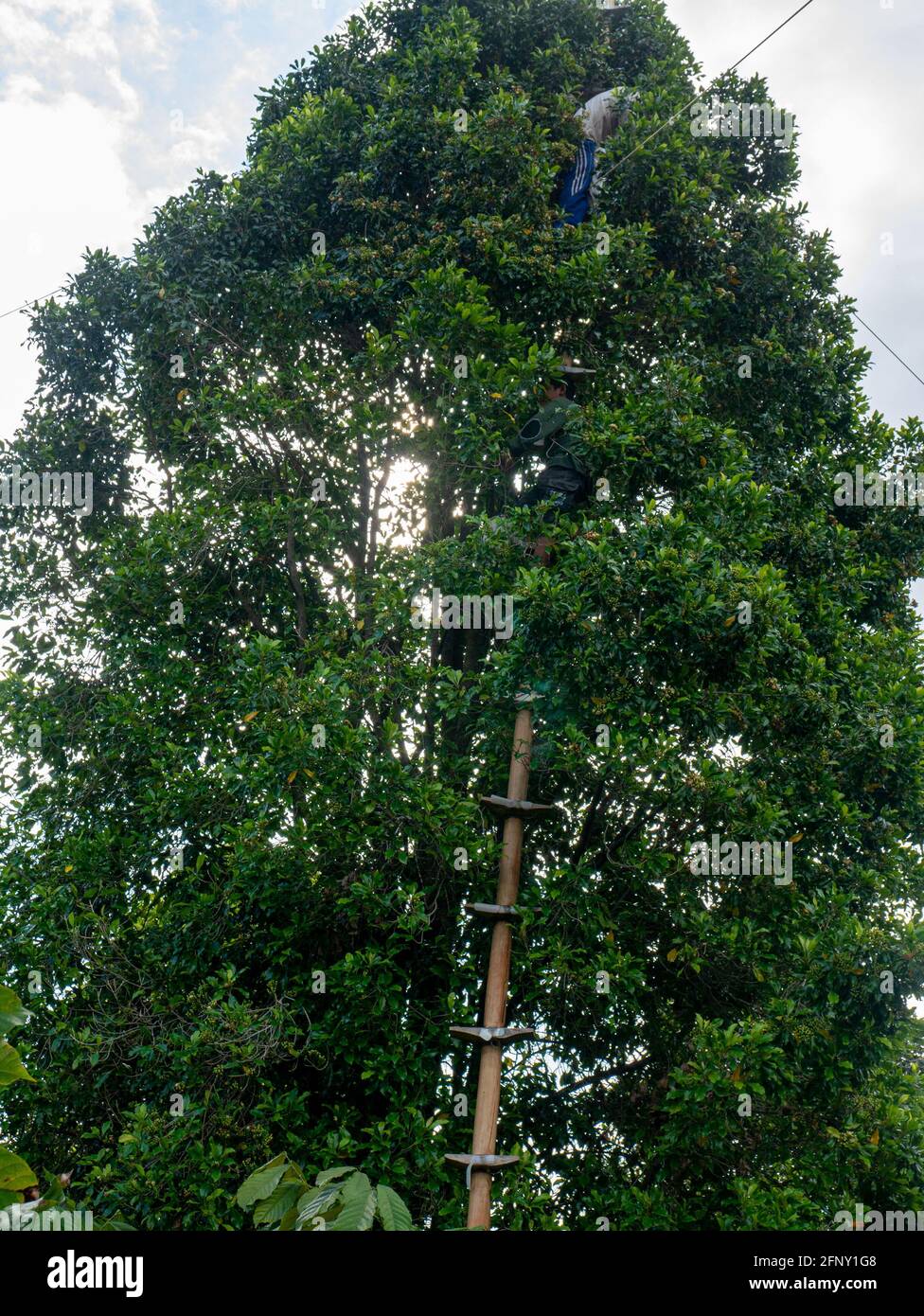 Gli agricoltori locali a Kolaka del Nord del Sud-est dell'Indonesia raccolgono chiodi di garofano da un albero. Foto Stock