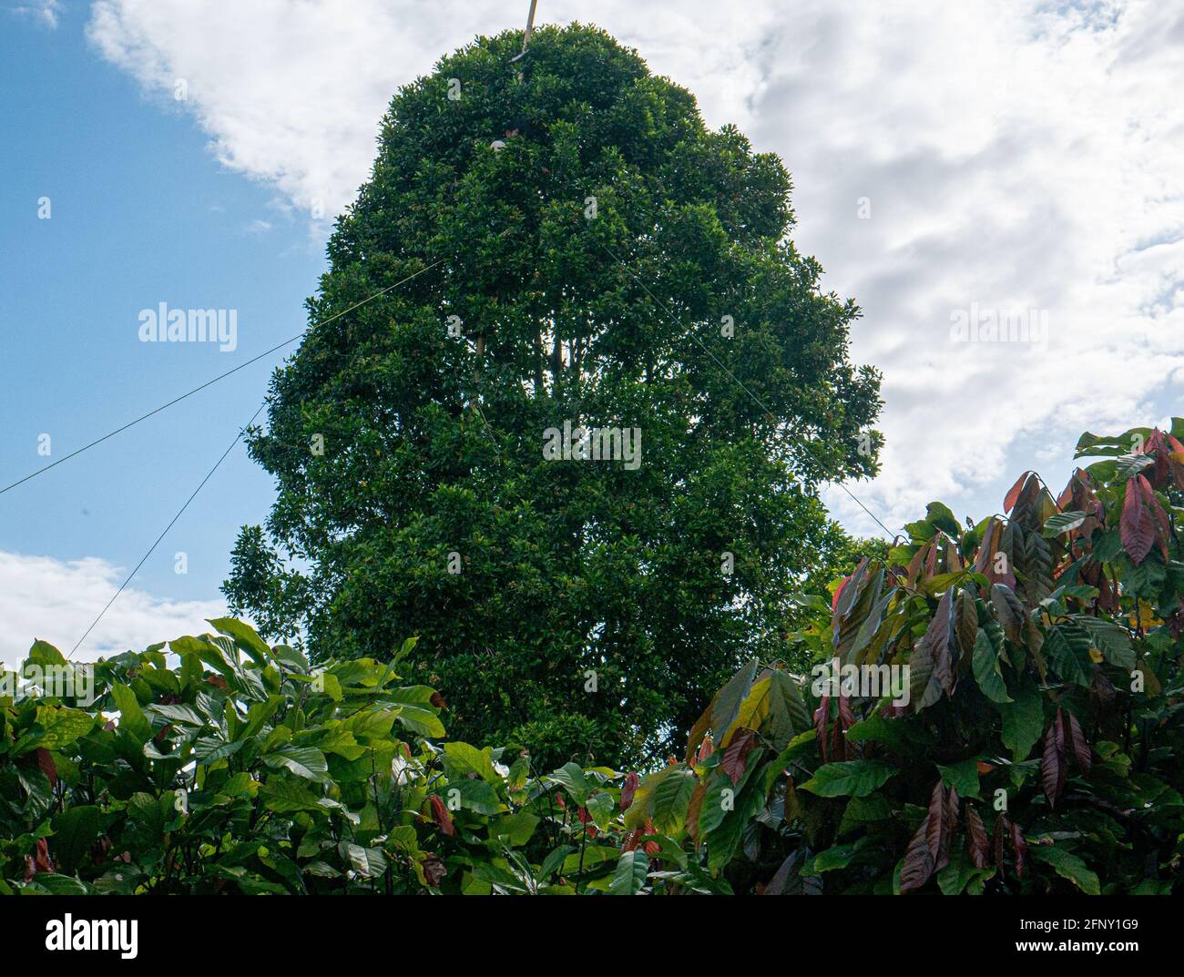 Gli agricoltori locali a Kolaka del Nord del Sud-est dell'Indonesia raccolgono chiodi di garofano da un albero. Foto Stock