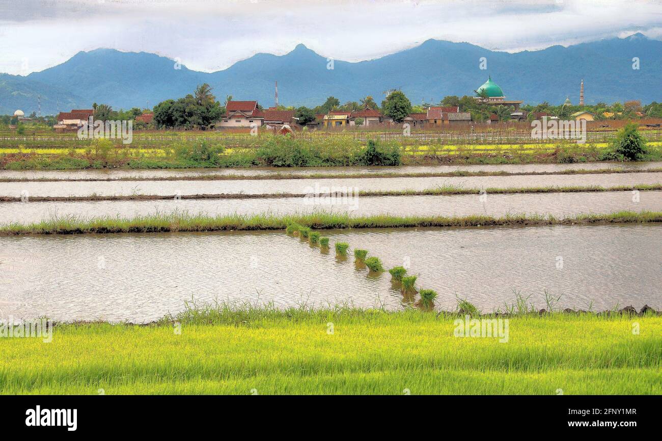 Le zone d'acqua in attesa di essere piantate con riso sono in primo piano, mentre le case e le montagne sono sullo sfondo in questa scena su Lombok. Foto Stock