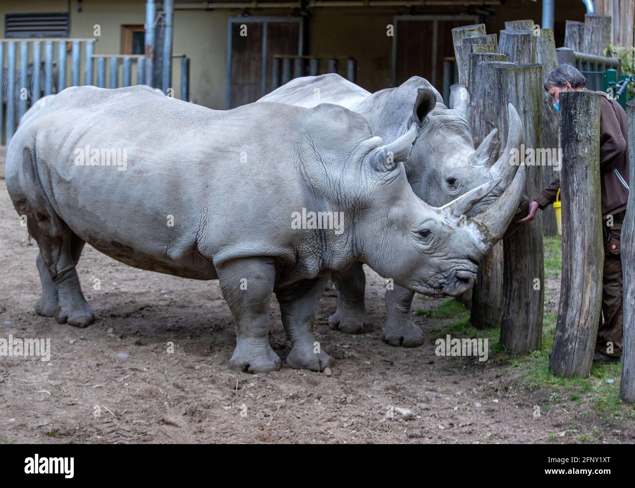 Schwerin, Germania. 19 maggio 2021. I rinoceronti Clara (indietro) e Karen ottengono alcune mele dal custode Bernd Tippelt nell'area all'aperto dello Zoo di Schwerin. Credit: Jens Büttner/dpa-Zentralbild/dpa/Alamy Live News Foto Stock