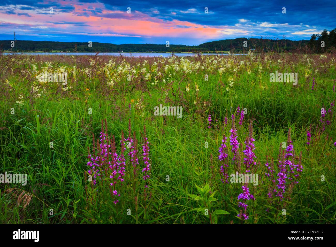 Serata estiva con cielo colorato e bellissimo prato fiorito vicino al lago Sæbyvannet, Våler kommune, Østfold fylke, Norvegia. Foto Stock
