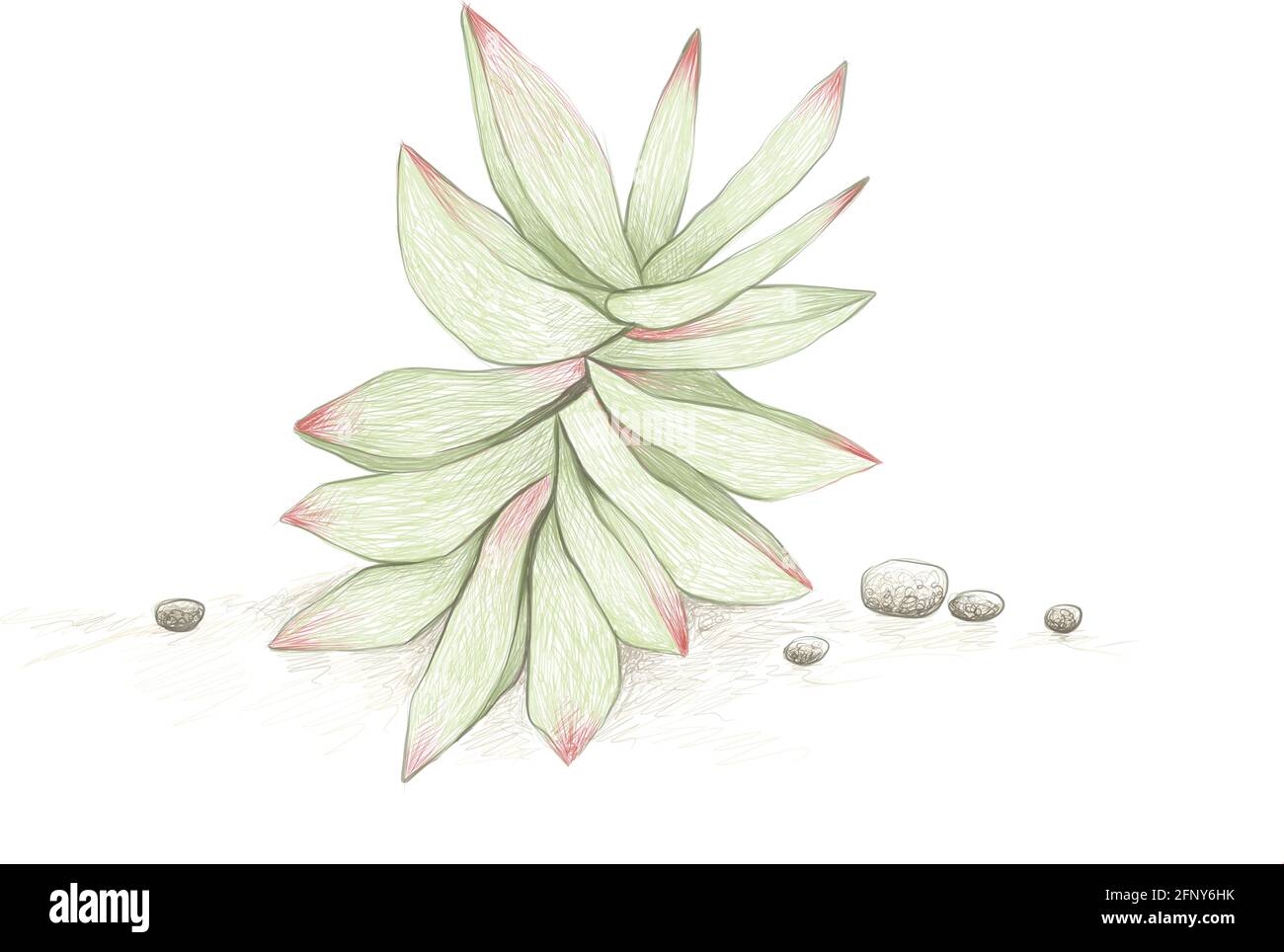 Illustrazione disegno a mano di Crassula Capitella o Campfire Succulents pianta. Piante succulente per la decorazione del giardino. Illustrazione Vettoriale