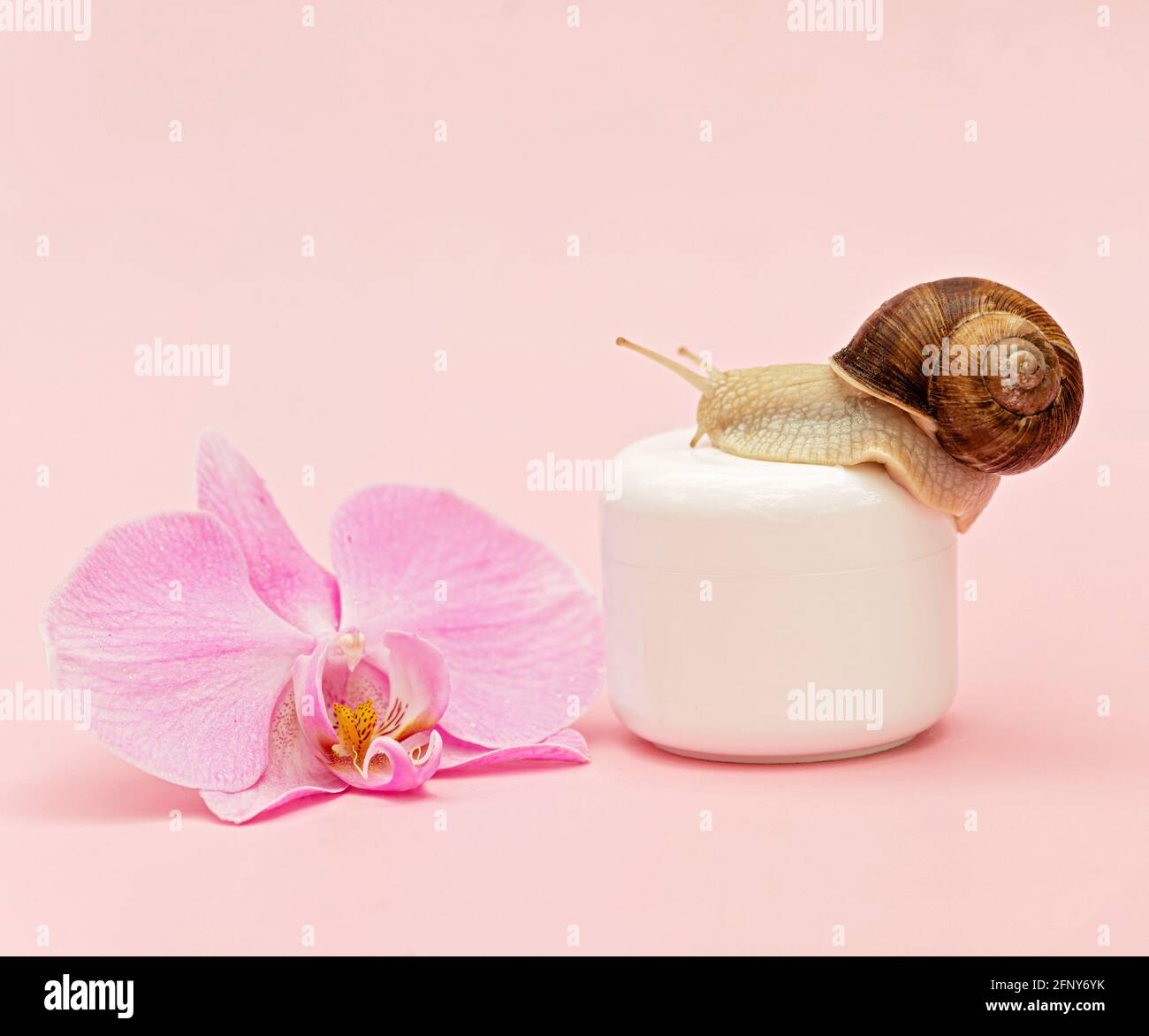 Vasetto con crema cosmetica per ringiovanimento della pelle su fondo rosa con lumaca e fiori di orchidea, crema di mucina di lumaca, idratazione della pelle, bellezza, salute, sp Foto Stock