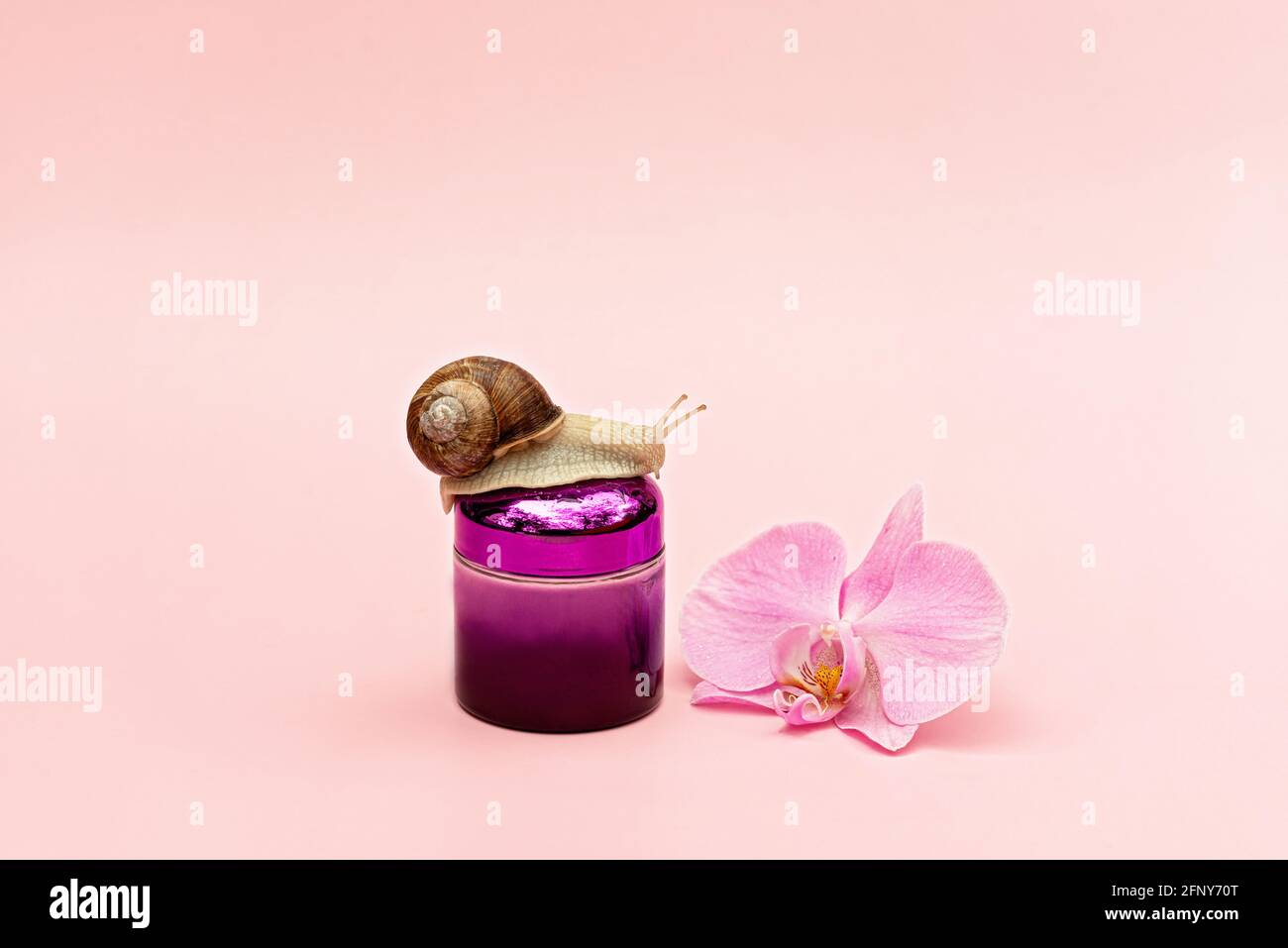 Vasetto con crema cosmetica per ringiovanimento della pelle su fondo rosa con lumaca e fiori di orchidea, crema di mucina di lumaca, idratazione della pelle, bellezza, salute, sp Foto Stock