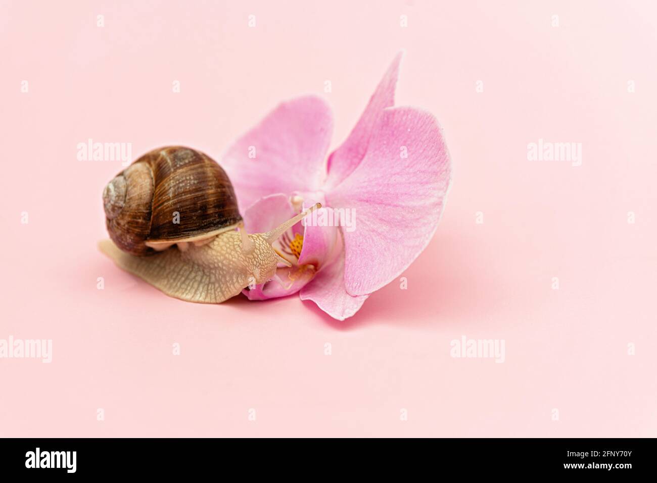 Lumaca e orchidea fiore su sfondo rosa. Cosmetici con mucina di lumaca, idratazione della pelle, bellezza, concetto spa. Messa a fuoco selettiva morbida. Foto Stock