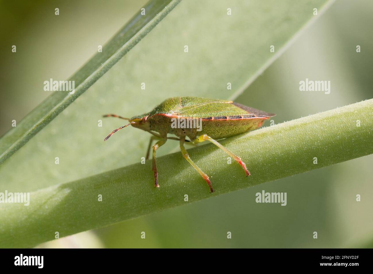 Primo piano di un comune schermo verde, di un bug scudo, di una prasina Palomena o di un bug palmo seduto su uno stelo di una pianta verde in primavera, vista laterale Foto Stock