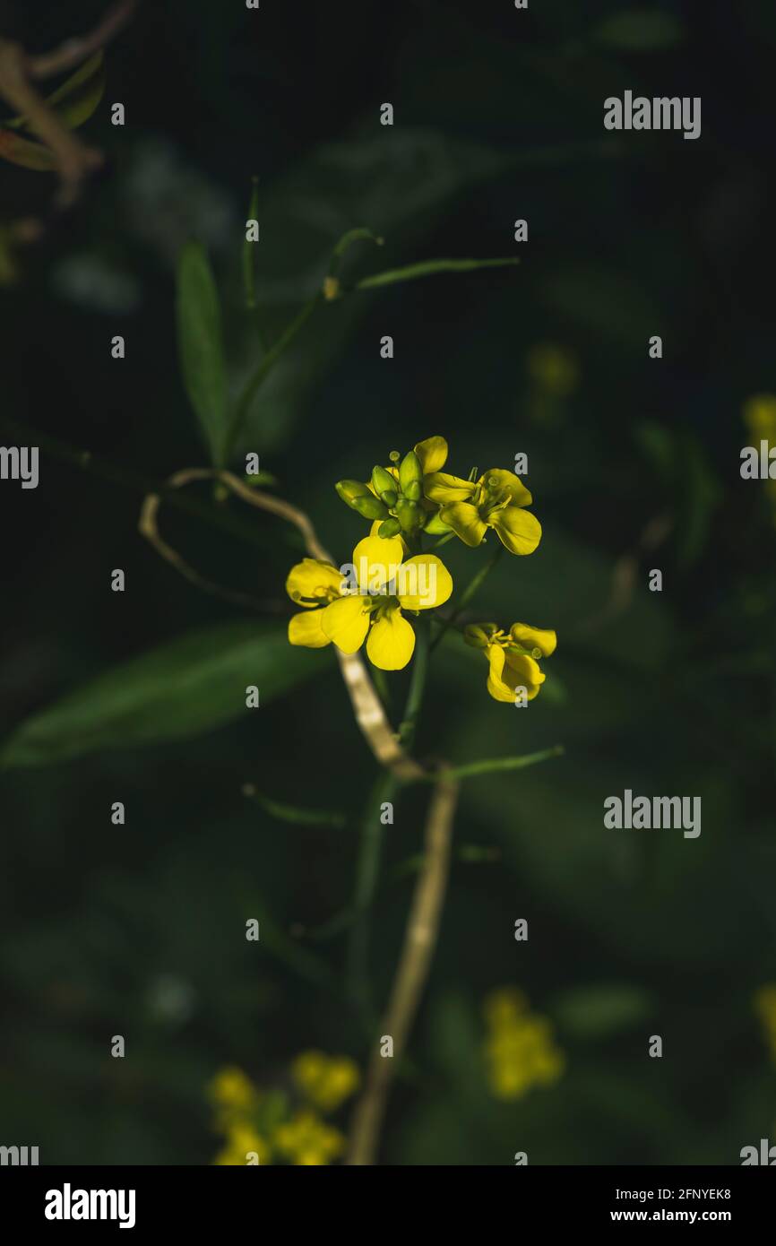 Fiori di senape, Wai, Maharashtra, India Foto Stock