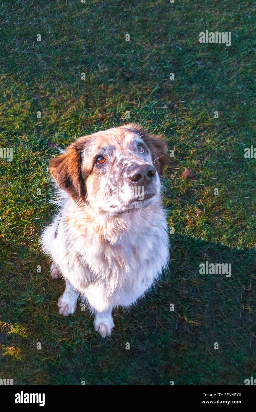 Grande addestramento del cane guardando in su, ritratto di muso con primo piano del naso grande Foto Stock
