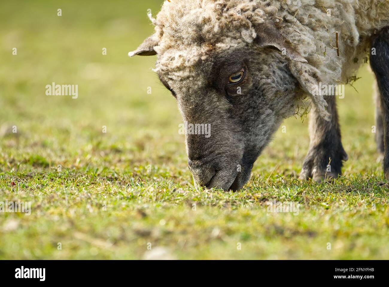 pecora unshorn in un prato di primavera. bella pecora naturale da vicino allevato su una fattoria in un villaggio Foto Stock