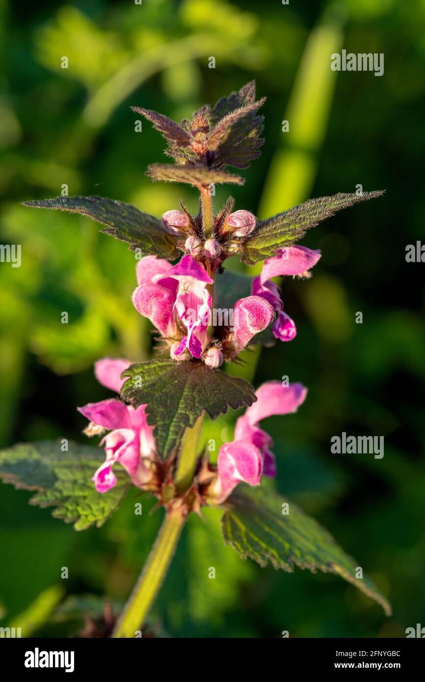 Fioritura di un'ortica morta macchiata Foto Stock