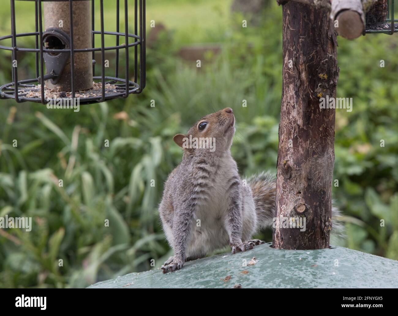 Scoiattolo grigio Sciurus carolinensis cercando di mangiare semi da alimentatori di uccelli in gabbia, Cotswolds UK Foto Stock
